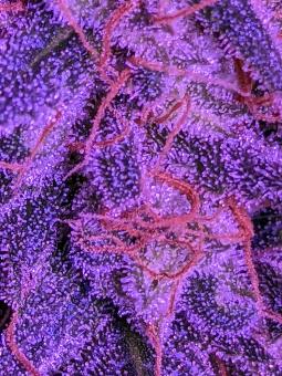 Royal Cookies Auto - картинка 3
