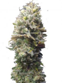 Auto Delicious Candy