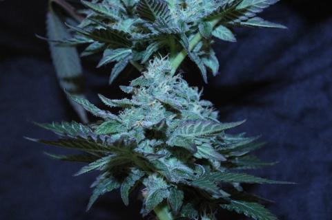 El Dorado OG - картинка 4