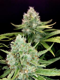 Royal Cookies Auto - картинка 4