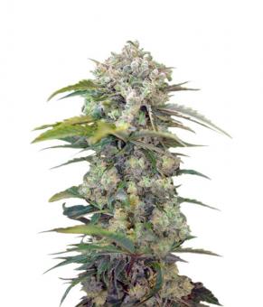 Cream Mandarine Auto - картинка 1