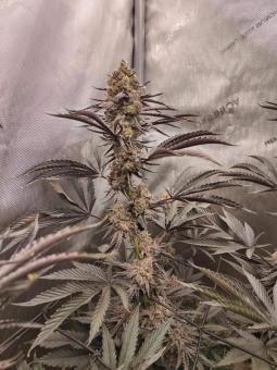 Buddha Gelato - картинка 6