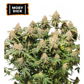 Moby Dick - картинка 1