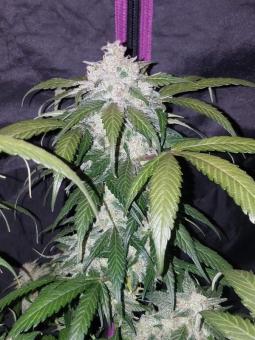 Pineapple Express Auto - картинка 7