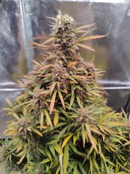 Mimosa Cake Auto - картинка 3