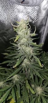 BubbleGum Auto - картинка 1