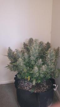 Big Bud Auto - картинка 2