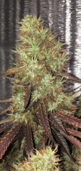 White Widow Auto - картинка 2