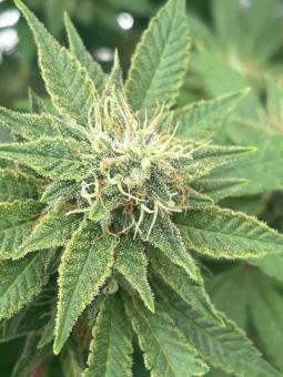 Bubble Kush Auto - картинка 4