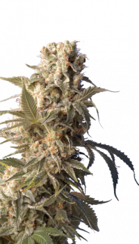 AK-47
