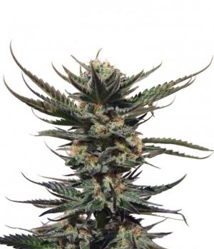 Auto Shark