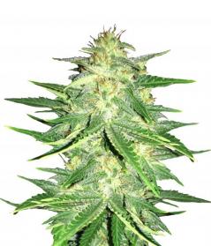Lemon AK Auto