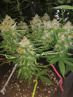 Auto Kryptonite - картинка 1