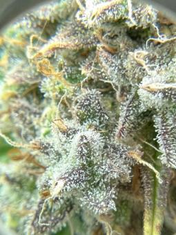 Stardawg Auto - картинка 2