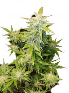 Super Bud
