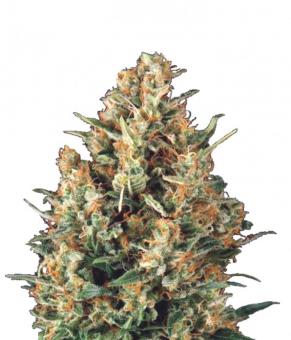 Fresh Candy - картинка 1