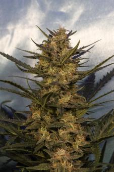 Green Poison Auto - картинка 1