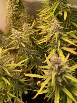 Cream Caramel Auto - картинка 5