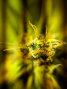 Girl Scout Cookies Auto - картинка 11