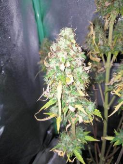 Critical Jack Herer Auto - картинка 1
