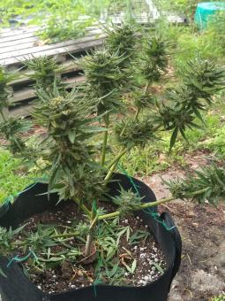 Girl Scout Cookies Auto - картинка 4