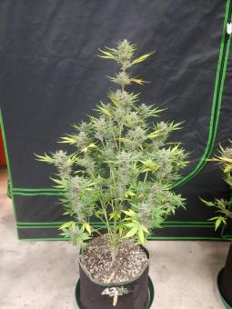 OG Kush Auto - картинка 4