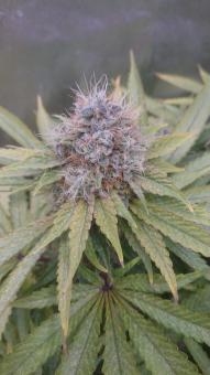 Sweet Valley Kush - картинка 1