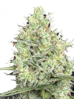Big Bang Auto
