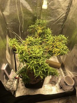 Mango Haze / Arjan's Ultra Haze 2