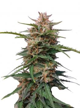 Original Glue Auto fem