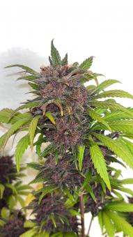 Tropicana Cookies Auto - картинка 1