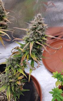 Purple Punch OG XL Auto® - картинка 3