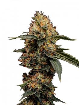 Buddha White Widow
