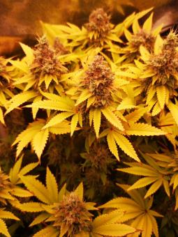 Original Glue Auto - картинка 2