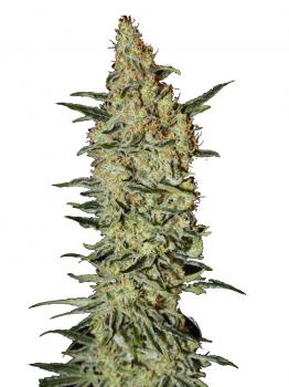 Auto Critical Neville Haze