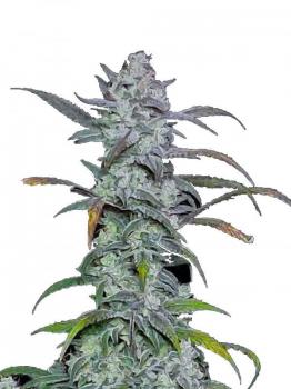 Forbidden Runtz Auto fem