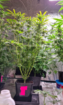 King's Kush - картинка 3