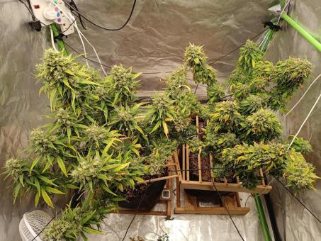Strawberry Gorilla Auto - картинка 2