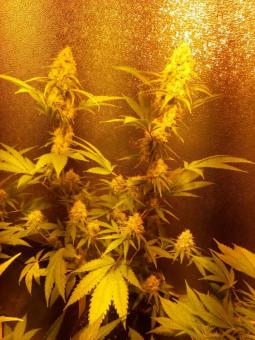 Critical genetics fem - картинка 2