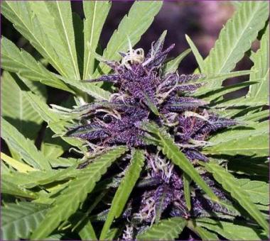 Purple #1 - картинка 1