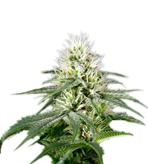 White Rhino