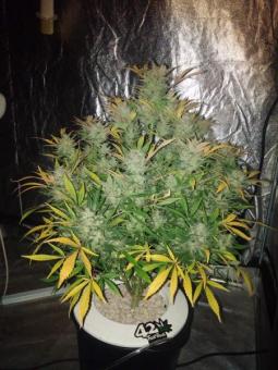 White Widow XXL Auto - картинка 1