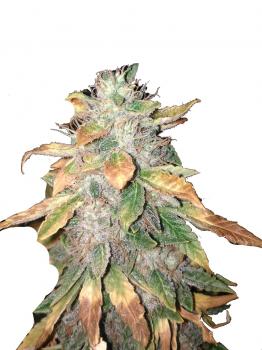 Jack Herer