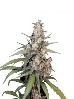 Diesel Fast F1 BX Regular