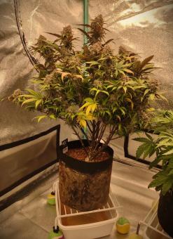 Orange Sherbet Auto - картинка 2