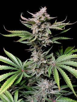 Cherry Cola Auto - картинка 6
