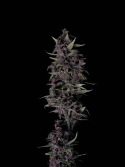 LSD-25 Auto - картинка 1
