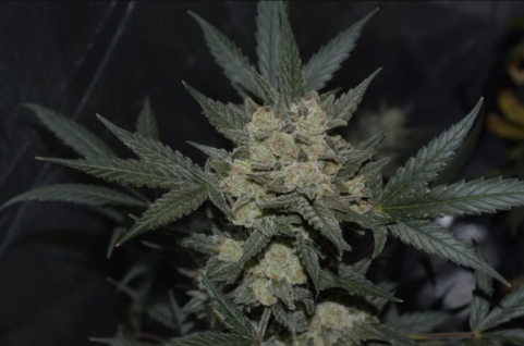 Girl Scout Cookies Auto - картинка 6