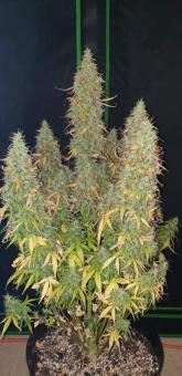 Super Skunk Auto - картинка 1