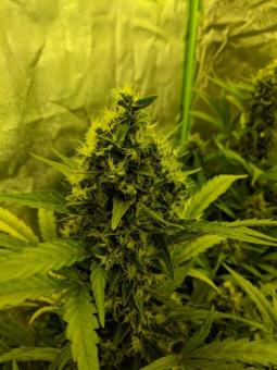 Girl Scout Cookies Auto - картинка 9